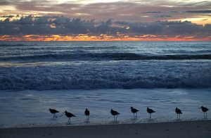 Melbourne in Florida ( foto di Annie Li)