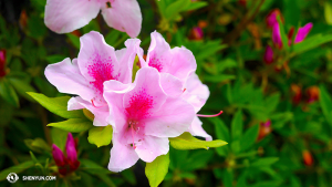 Azalea (Foto di Ben Chen)
