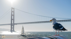 Un gabbiano appollaiato nella baia di San Francisco (foto dalla danzatrice Kenji Kobayashi)