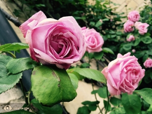 ... mentre in Inghilterra abbondano le rose, luogo visitato da un altro gruppo di ballerine. Se conoscete l'arte tradizionale cinese, saprete che i fiori hanno un fascino particolare, insieme alle immagini degli animali e delle piante (foto della danzatrice Diana Teng)