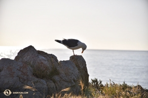 Un gabbiano al tramonto a Santa Cruz, in California, dove Lily Wang ha trascorso le sue vacanze (foto di Lily Wang)