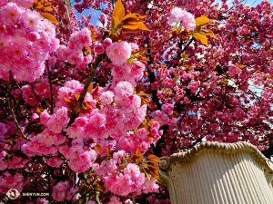 I fiori stanno sbocciando ovunque... scopriamo questi splendidi colori rosa mentre esploriamo Salisburgo (foto di Tony Zhao)