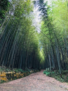 Non troppo lontano dal Giappone, il ballerino Jeff Chuang passeggia tranquillamente in una foresta di bambù ad Alishan, Taiwan ...