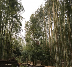 Il giorno prima di lasciare Kyoto andiamo a vedere con entusiasmo il boschetto di bambù Arashiyama (foto della ballerina Betty Wang).