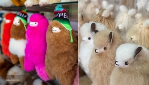 Stuffed Alpacas: a fluffy South American animal whose wool is softer than sheep's wool.

(Photos by Tony Xue and Annie Li)