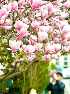 La primavera è nell'aria! La ballerina Pinchun Chan scatta una foto al succulento fiore della Magnolia a Basilea, in Svizzera.
